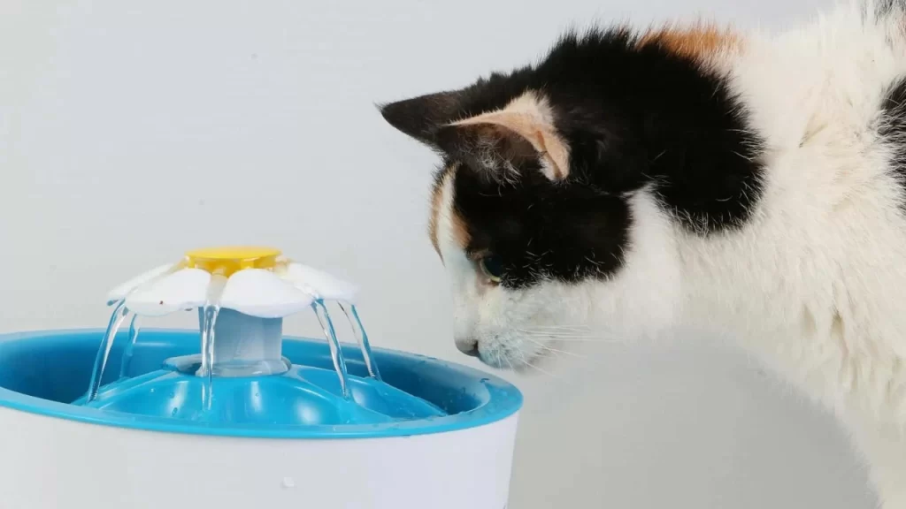 Fuentes para Gatos 10 Fuentes para Gatos