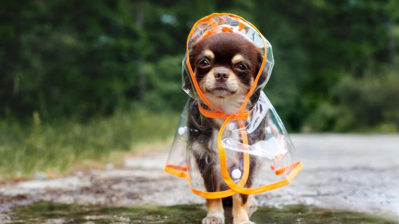 Impermeable para Mascotas