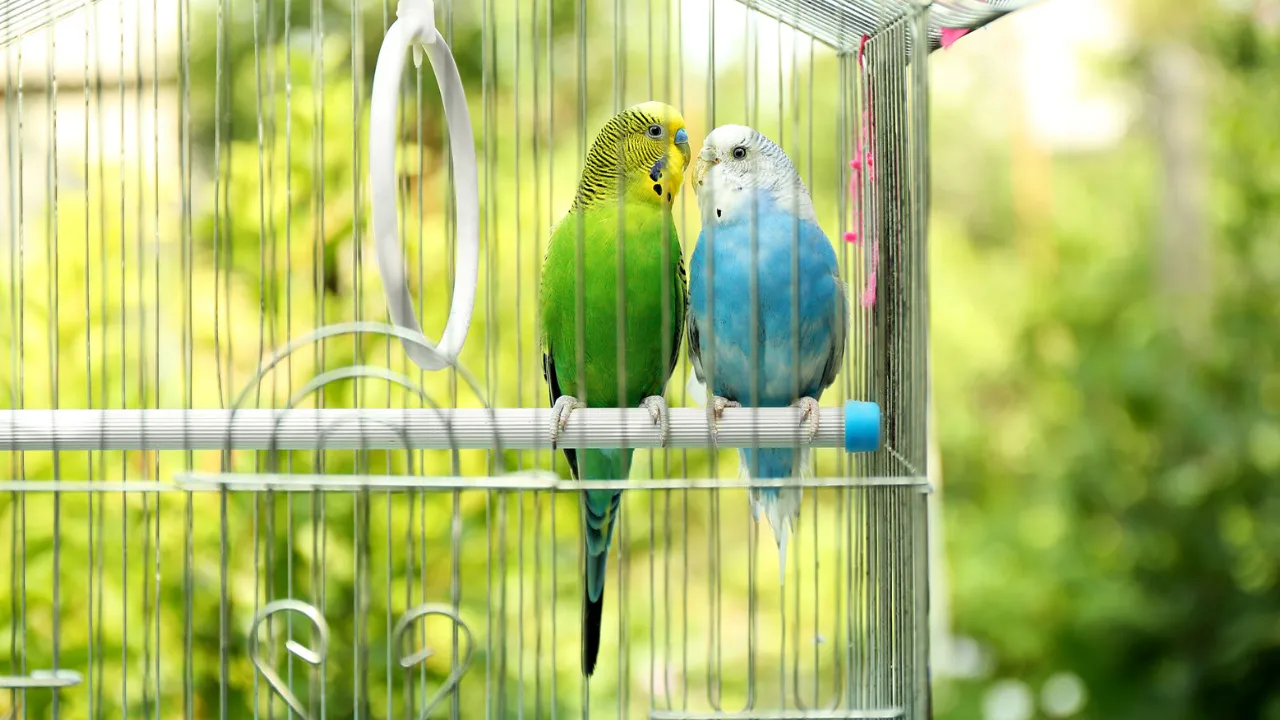 Jaulas para Pájaros